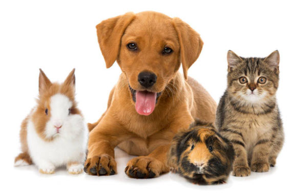 pets